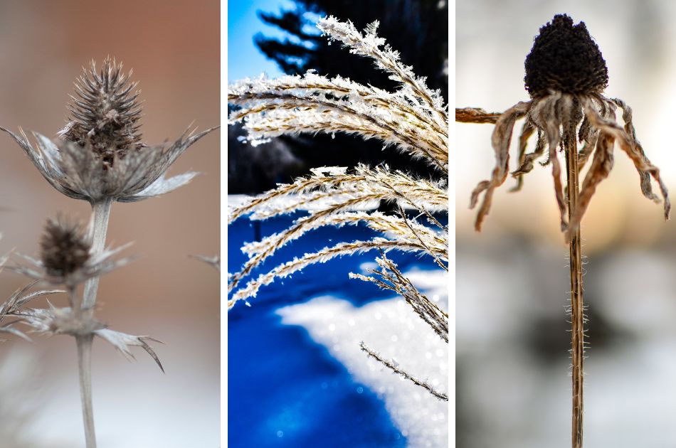 Three photos show a coneflower, winter grasses, and a black-eyed Susan during winter.